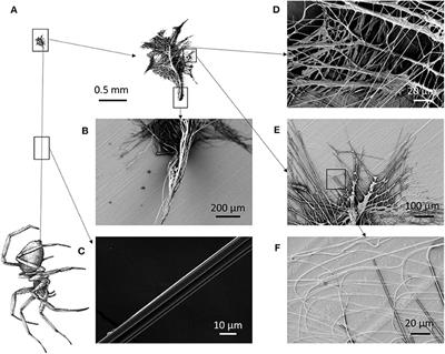 Strong and Tough Silk for Resilient Attachment Discs: The Mechanical Properties of Piriform Silk in the Spider Cupiennius salei (Keyserling, 1877)